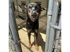 Adopt Margo a Black - with Tan, Yellow or Fawn German Shepherd Dog / Shepherd