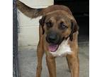 Adopt Merry a Brown/Chocolate - with Black German Shepherd Dog / Mixed dog in