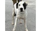 Adopt Jude a White - with Black Terrier (Unknown Type, Medium) / Dalmatian /