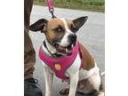 Adopt Krista a White - with Brown or Chocolate Boxer / Mixed dog in Manchester