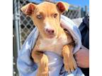 Adopt Starsky a Red/Golden/Orange/Chestnut - with White Anatolian Shepherd /