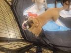 Adopt Two face a Tan/Yellow/Fawn - with White Border Collie / Labrador Retriever