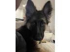 Adopt Baby a Tan/Yellow/Fawn German Shepherd Dog / Mixed dog in Hitchcock