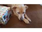 Adopt Kona a Brown/Chocolate - with White Staffordshire Bull Terrier / Labrador
