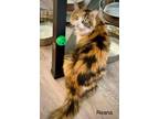 Adopt Reana a Calico / Mixed cat in St. George, UT (41304164)