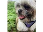 Adopt Wally a Brown/Chocolate - with White Shih Tzu / Mixed dog in Tustin
