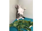 Adopt Gary a Gray, Blue or Silver Tabby Domestic Shorthair / Mixed Breed