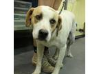 Adopt Mellow a White Labrador Retriever / Mixed Breed (Medium) / Mixed (short