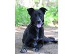 Adopt Louco a Black Australian Cattle Dog / German Shepherd Dog / Mixed (short