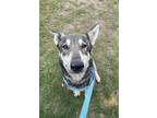 Adopt Eclipse a Black German Shepherd Dog / Husky / Mixed (short coat) dog in