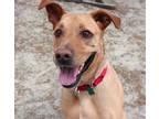 Adopt Beau a Tan/Yellow/Fawn - with White Labrador Retriever / Great Dane /