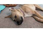Adopt Kylo a Tan/Yellow/Fawn Great Pyrenees / Mixed Breed (Medium) / Mixed