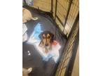 Adopt Faye a Tricolor (Tan/Brown & Black & White) Beagle / Foxhound / Mixed dog