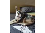 Adopt Loki a White - with Gray or Silver Husky / Mixed dog in Twin Falls