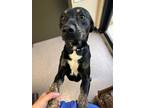 Adopt Gus a Tricolor (Tan/Brown & Black & White) Australian Cattle Dog / Mixed