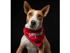 Adopt PERLA a Tan/Yellow/Fawn - with White Bull Terrier / Corgi dog in Langley
