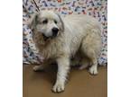 Adopt Duncan a White Great Pyrenees / Mixed Breed (Medium) / Mixed (short coat)