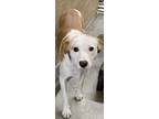 Adopt Cyrus a White - with Red, Golden, Orange or Chestnut Border Collie / Mixed