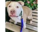 Adopt Bruschi a Brindle American Pit Bull Terrier / Mixed Breed (Medium) / Mixed