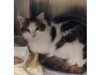 Adopt Gunner a Brown Tabby Domestic Longhair / Mixed Breed (Medium) / Mixed