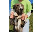 Adopt Blaze a Brindle American Pit Bull Terrier / Mixed Breed (Medium) / Mixed