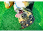 Adopt Copper a Black Catahoula Leopard Dog / Mixed Breed (Medium) / Mixed (short