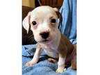 Adopt Basket Pup Lady a Brown/Chocolate - with White Labrador Retriever / Mixed