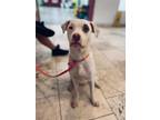 Adopt Echo a White Boxer / Terrier (Unknown Type, Medium) / Mixed (short coat)