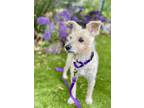 Adopt Millie a Mixed Breed (Small) / Mixed dog in Mipiltas, CA (41417388)