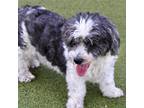 Adopt Mr. Finch a White Shih Tzu / Mixed Breed (Small) / Mixed (short coat) dog