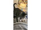 Adopt Han Solo a Gray, Blue or Silver Tabby Domestic Shorthair / Mixed (short