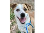 Adopt Bugsy a White Golden Retriever / Mixed Breed (Medium) / Mixed (short coat)