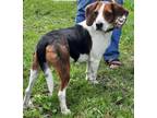 Adopt Buddy a Tricolor (Tan/Brown & Black & White) Beagle / Mixed dog in