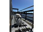 Adopt Barnabas a White Great Pyrenees / Mixed dog in Dover, NH (41433766)