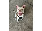 Adopt Bones a Tricolor (Tan/Brown & Black & White) Boxer / Pit Bull Terrier dog