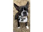 Adopt Duke a Black - with White Boston Terrier / Mixed dog in Jackson