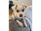 Adopt Danica a Tricolor (Tan/Brown & Black & White) Jack Russell Terrier /