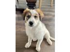 Adopt Maddie a White - with Brown or Chocolate Great Pyrenees / Border Collie