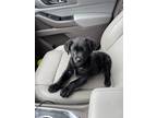 Adopt 23 & Me littermates a Black Labrador Retriever / Flat-Coated Retriever dog