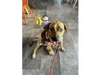 Adopt 24-022 Cowboy Franky a Brindle Plott Hound / Shepherd (Unknown Type) dog