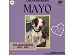 Adopt Mayo a White - with Brown or Chocolate German Shorthaired Pointer / Hound