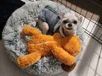 Adopt Leo a White Shih Tzu / Mixed dog in Dunnellon, FL (41279747)