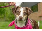Adopt Colby a Tricolor (Tan/Brown & Black & White) Australian Shepherd / Mixed