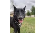 Adopt Rosey ???? a Black - with White Border Collie / Australian Kelpie dog in