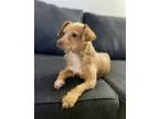 Adopt Naya a Tan/Yellow/Fawn Terrier (Unknown Type, Medium) / Mixed dog in