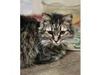 Adopt Luna a Gray or Blue Domestic Longhair / Mixed cat in Fort Madison