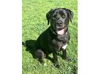 Adopt Elvis a Black Labrador Retriever / Mixed Breed (Medium) / Mixed (short