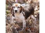 Adopt Triscuit a Beagle / Mixed Breed (Medium) dog in Whitestone, NY (40875703)