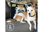 Adopt Addi a Tan/Yellow/Fawn - with White Rat Terrier dog in Omaha