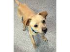 Adopt Leon a Jack Russell Terrier dog in Bartlesville, OK (41174385)